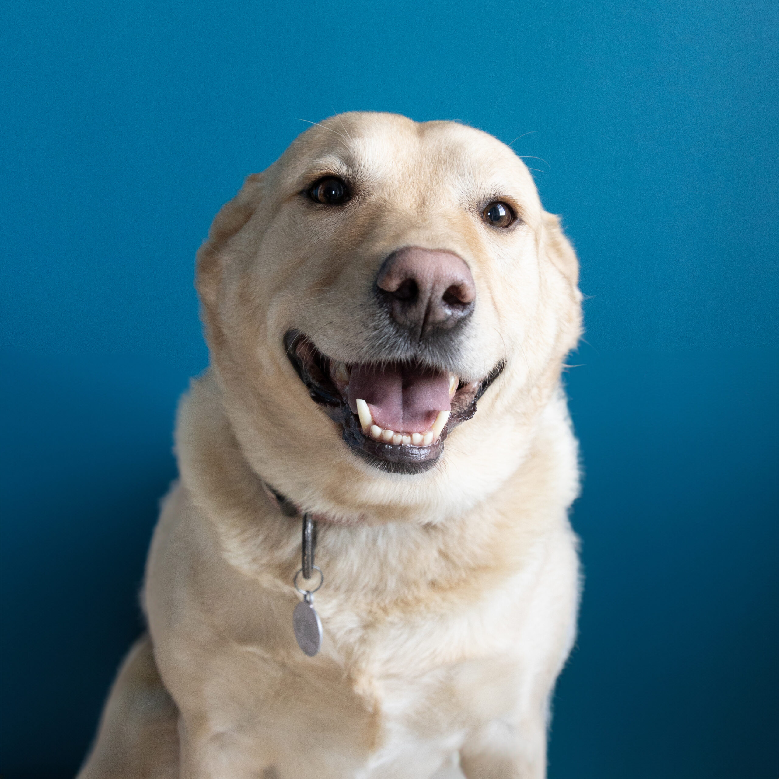 Luna, our office dog, golden labrador